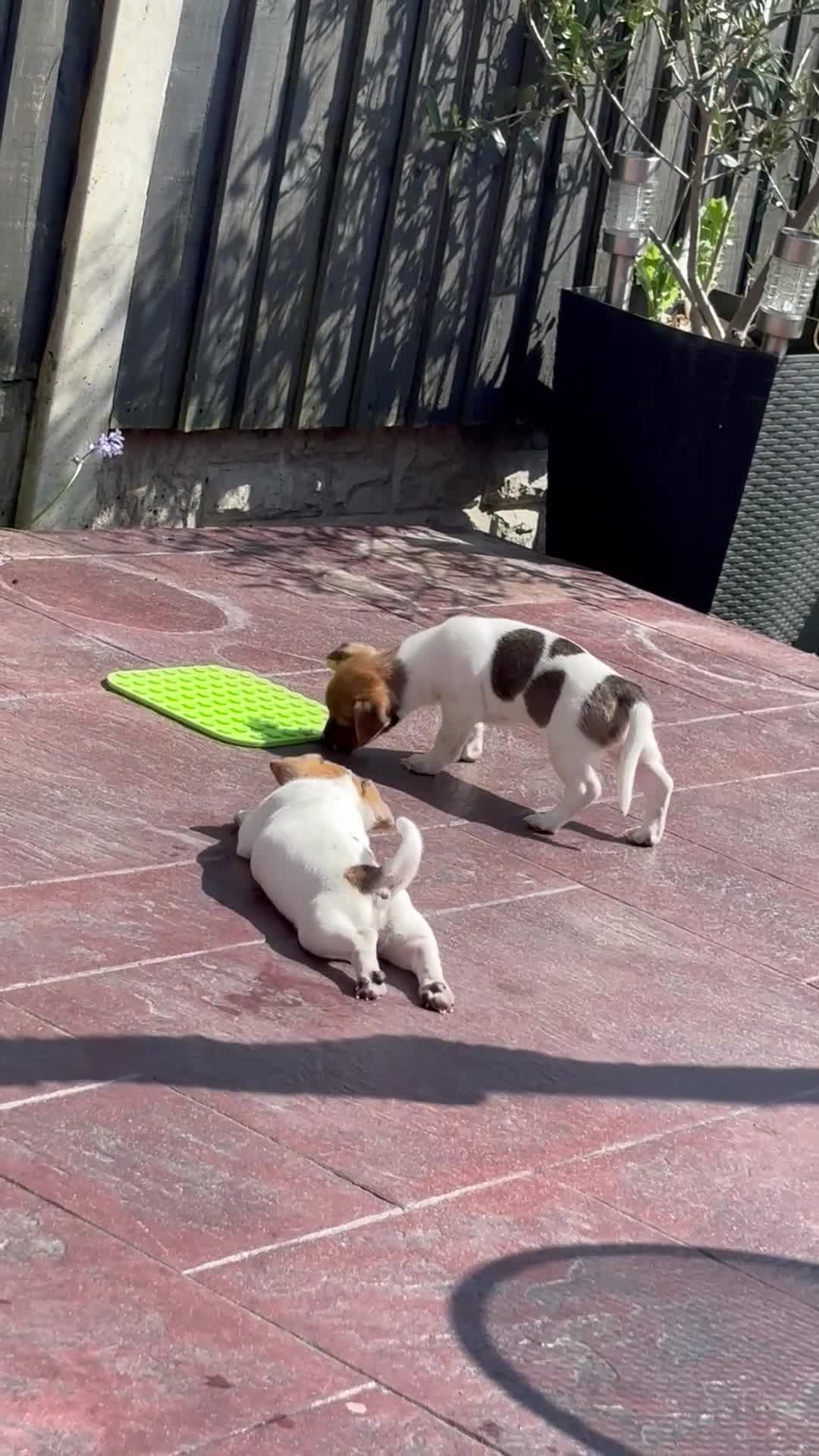 Jack Russell dogs for sale: Two gorgeous Jack Russell’s for sale in Barnsley - Video 1