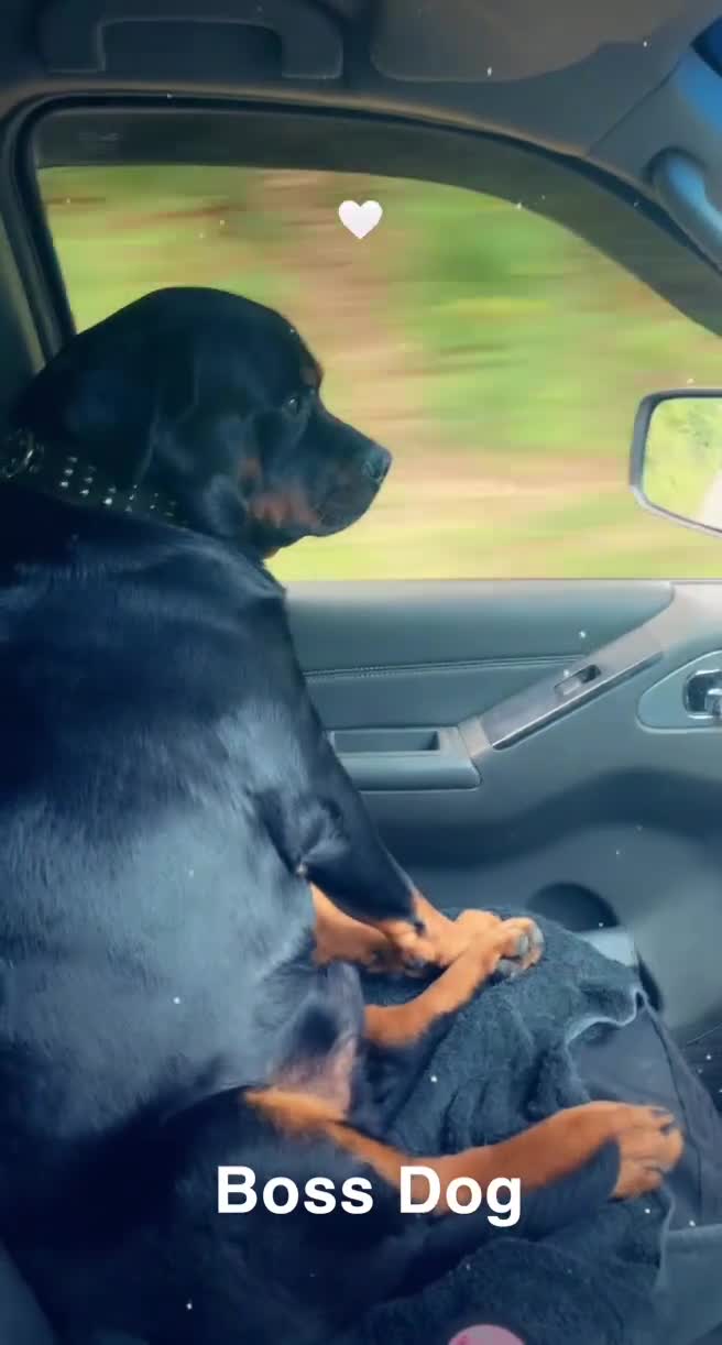 Rottweiler dogs for stud: Ralph the Rottweiler🔥 - Video 3