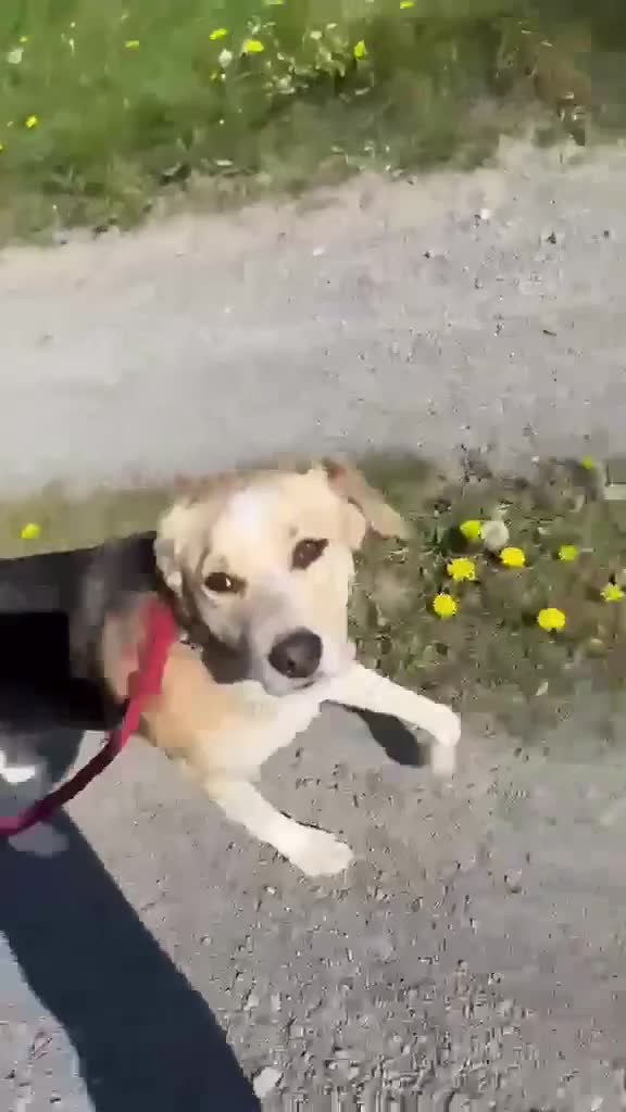 Mixed Breed dogs for adoption: Adorable Thanos needs his own forever home  in Atherstone - Video 1
