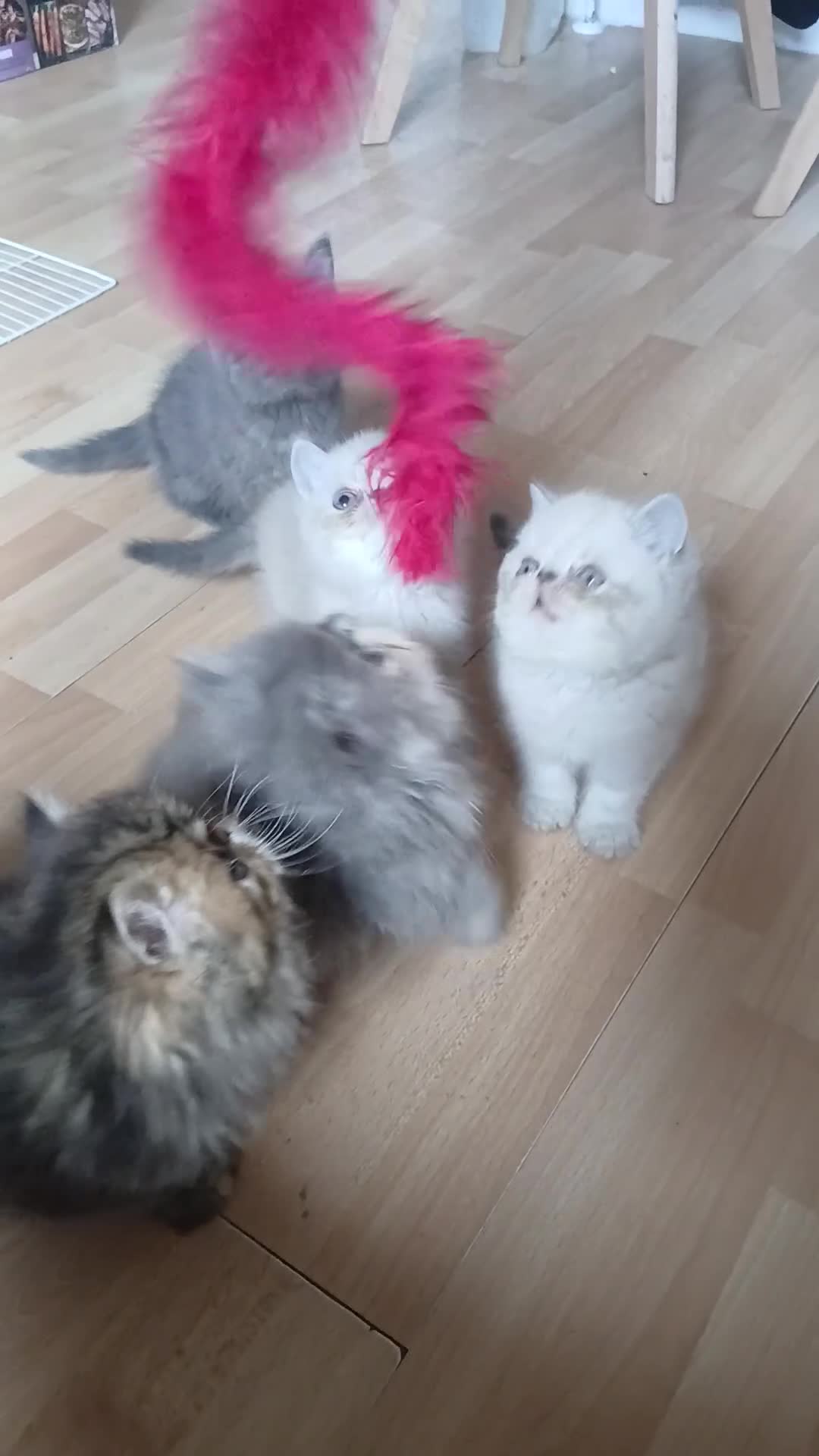 Exotic cats for sale:  Pedigree GCCF Registered Persian Exotic's  - Video 1