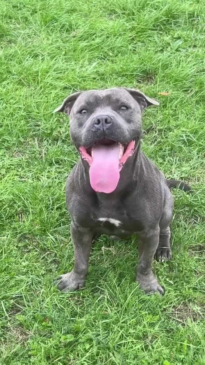 Staffordshire Bull Terrier dogs for stud: ‼️Staffordshire Bull Terrier For Stud‼️ in Harrow - Video 4
