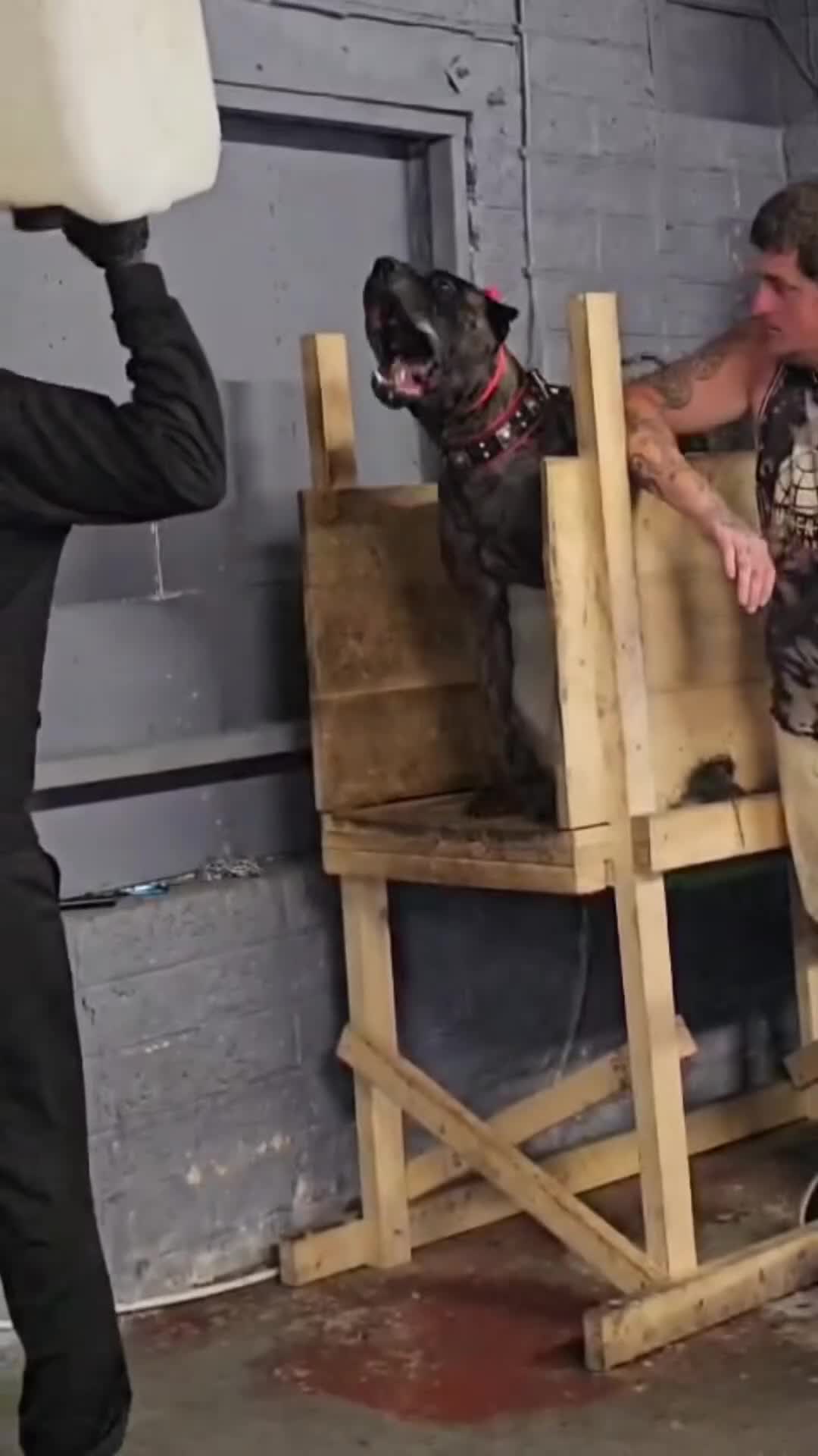 Presa Canario dogs for sale: Working presa canario pups: female - Video 1