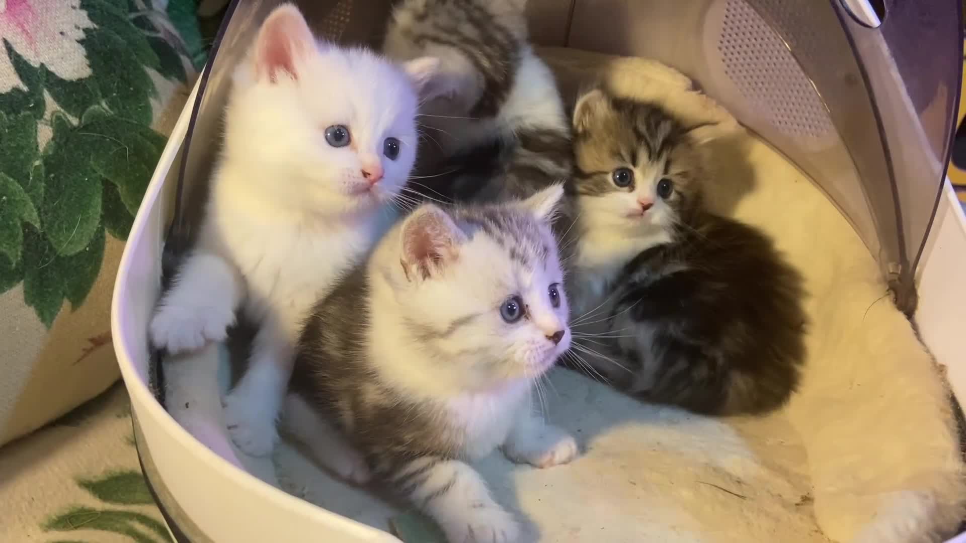 Munchkin cats for sale: Full Pedigree Munchkin Kittens  - Video 1