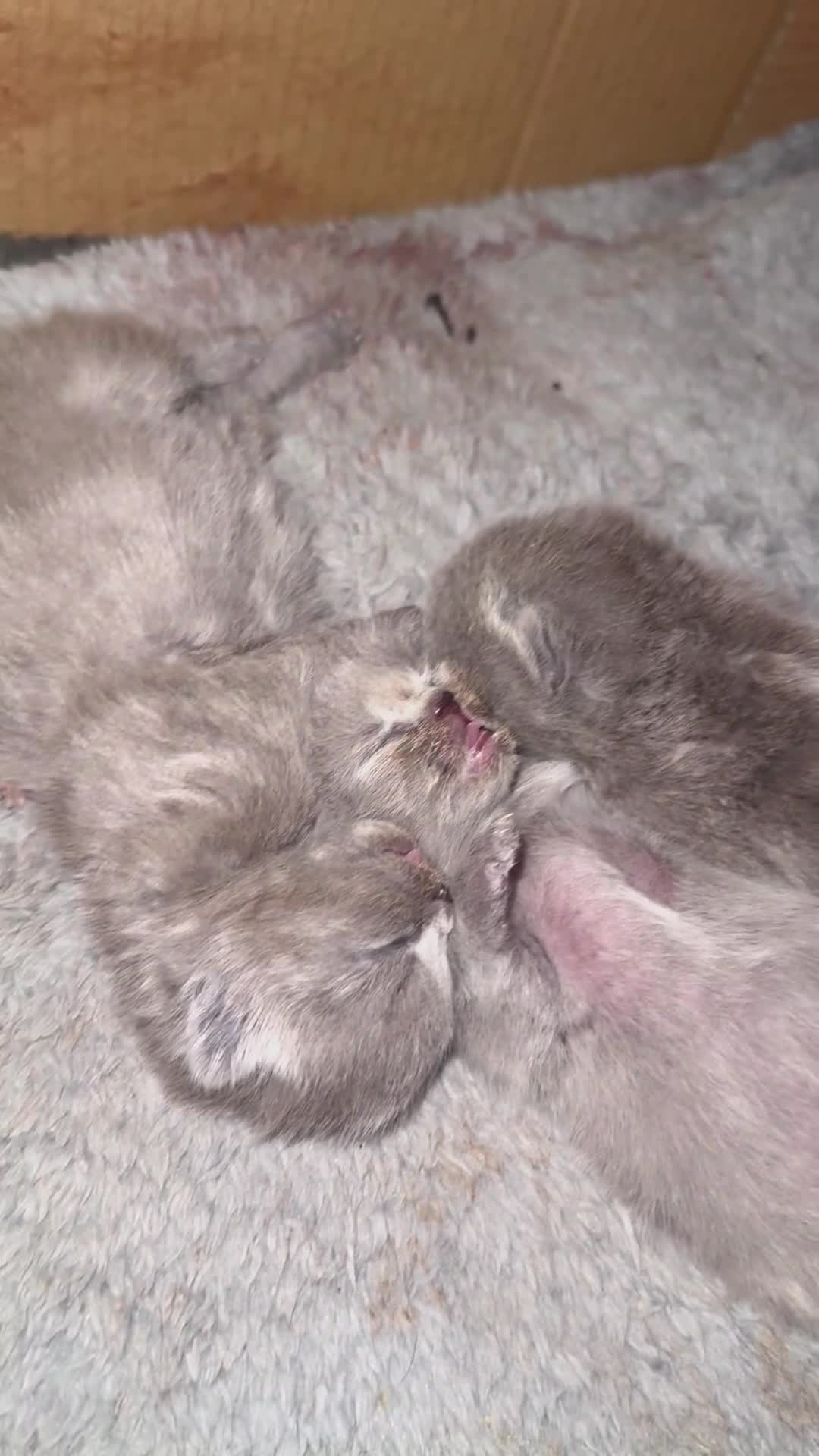 British Shorthair cats for sale: Blue British short hair babies for sale  - Video 2