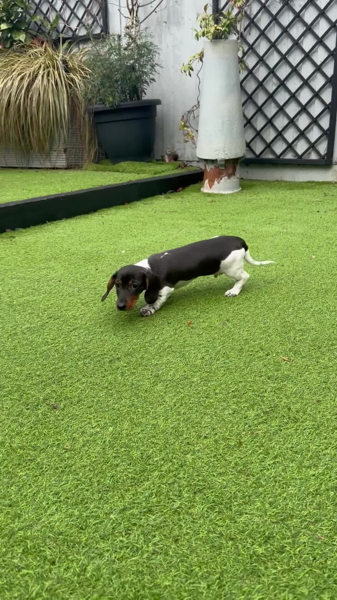 Miniature Dachshund dogs for sale: Miniature dachshunds puppies long and short coats - Video 1