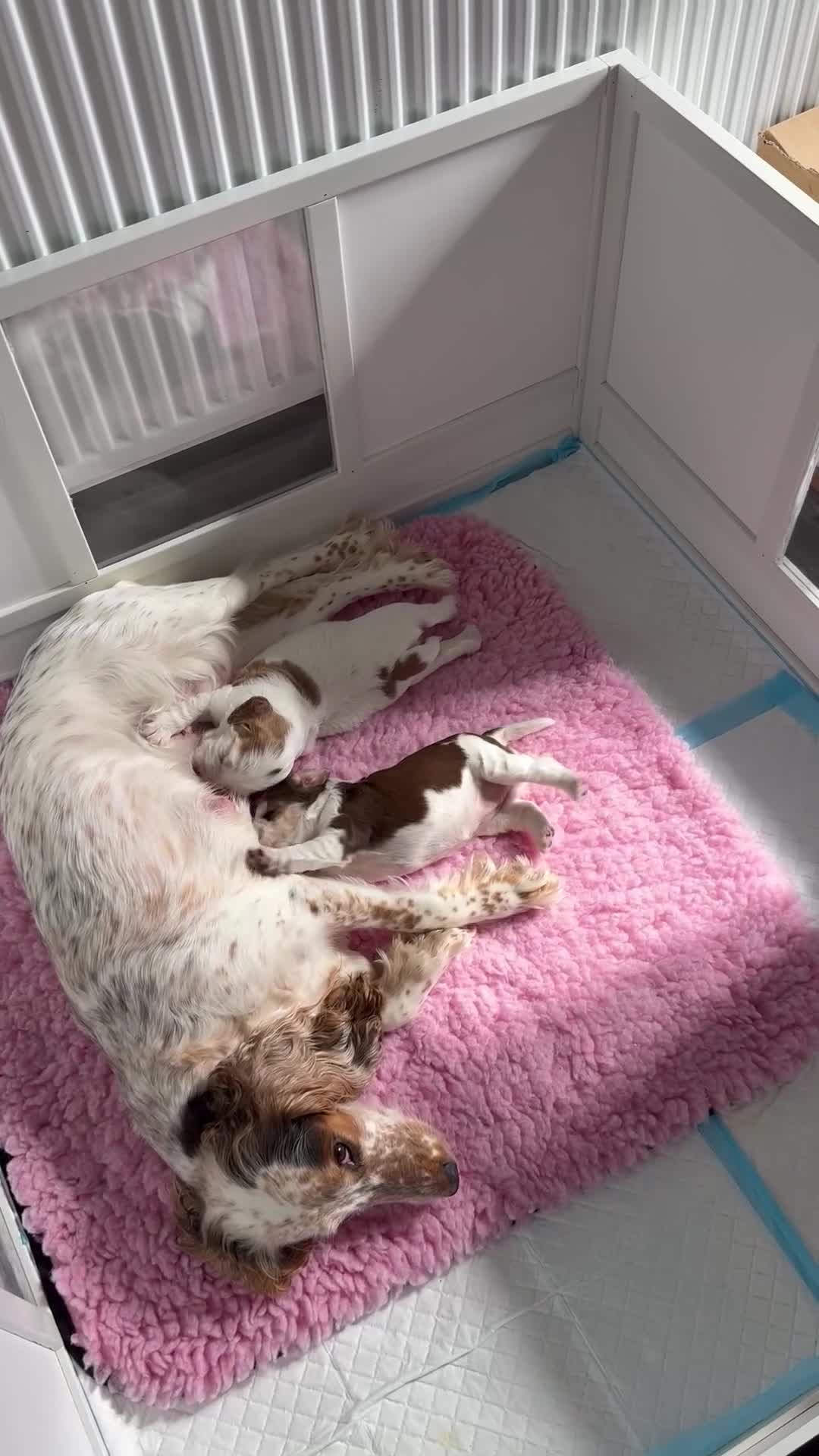 Cocker Spaniel dogs for sale: Chocolate Roan & Tan Cocker Spaniel Girl - Video 1