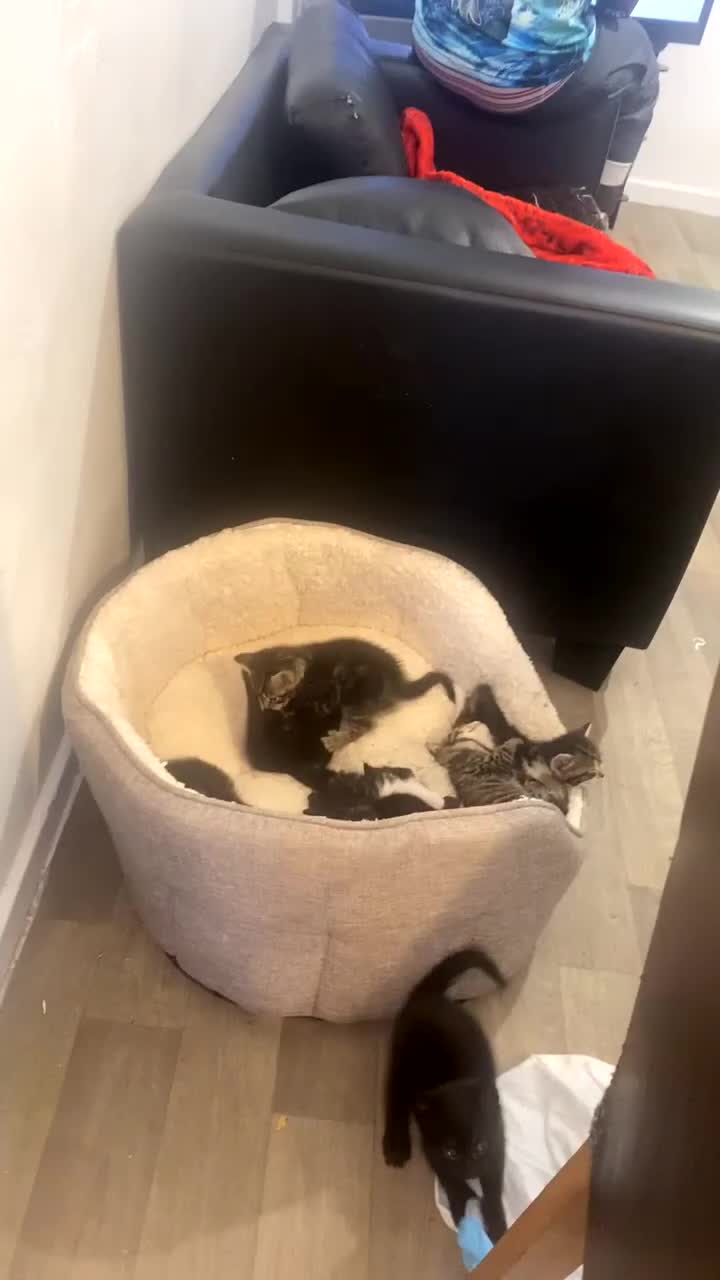 Mixed Breed cats for sale: Kittens for sale  in Birmingham - Video 1