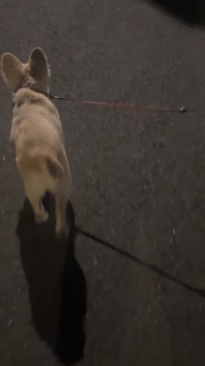 French Bulldog dogs for sale: Fluffy french bulldog - Video 2