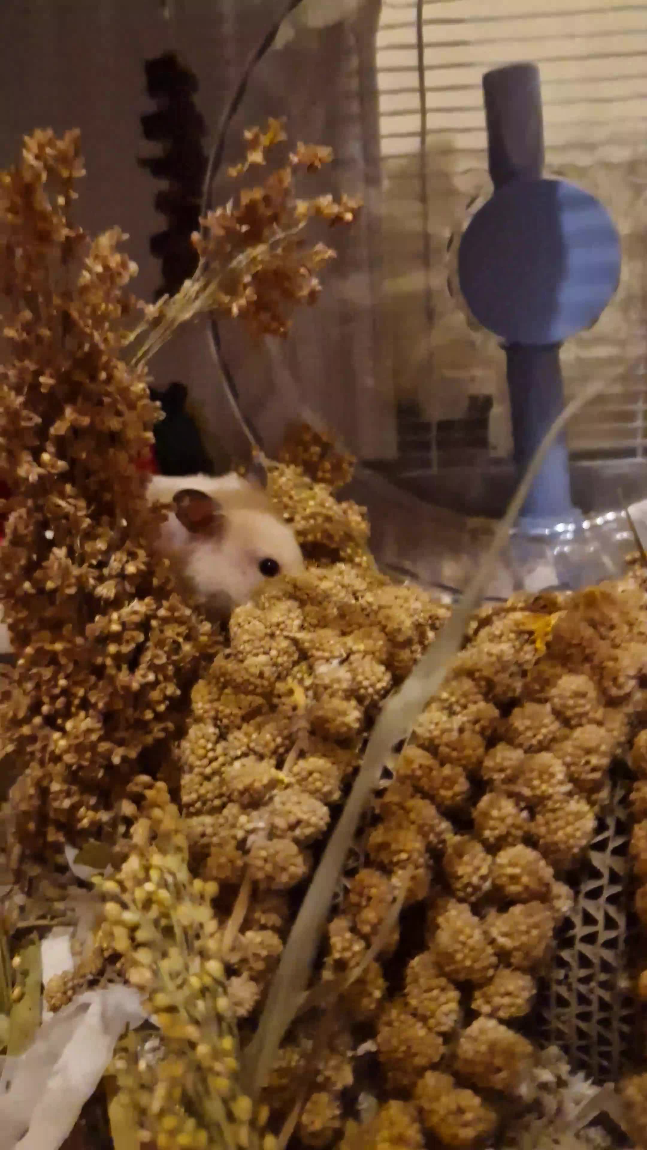 Hamster rodents for sale: The peach female is having babies soon!  - Video 1