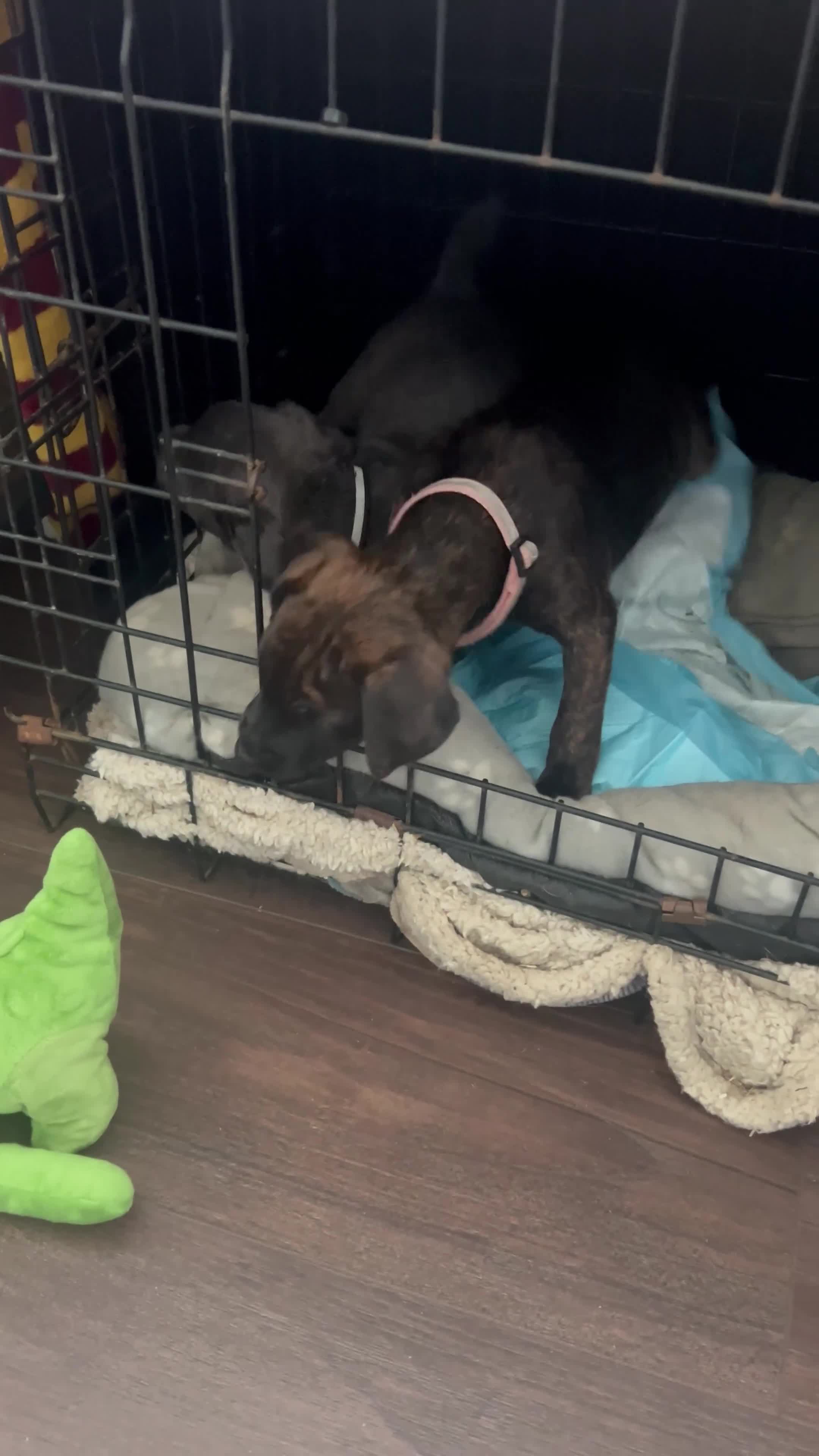 Jack Russell dogs for sale: Blue & Black Brindle Jack Russells - Video 4