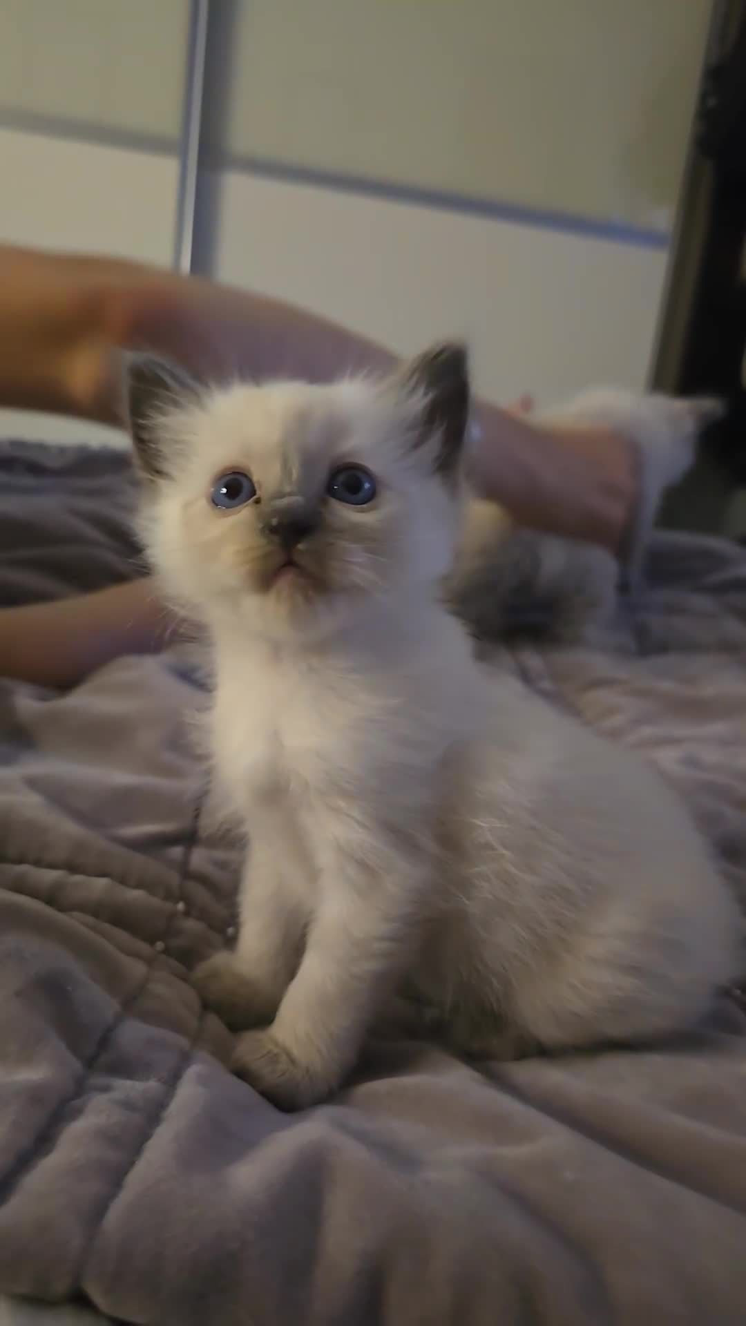 Ragdoll cats for sale: Ragdoll kittens for sale - Video 2