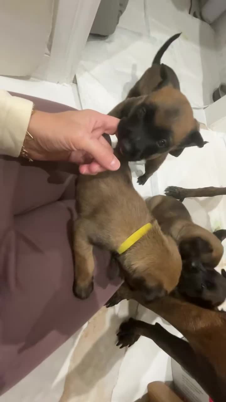 Belgian Shepherd Dog dogs for sale: Belgian Malinois puppies  - Video 2