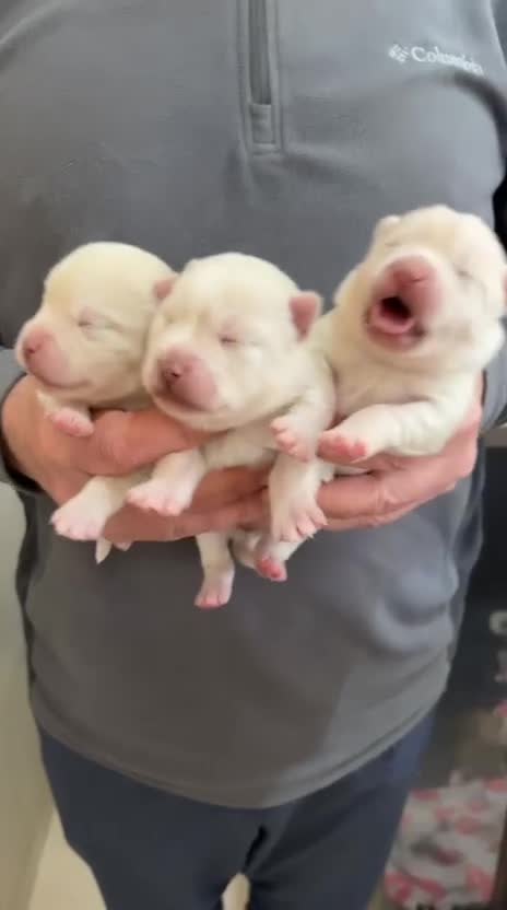 Pomsky dogs for sale: Pomsky Puppy's  in Liverpool - Video 2