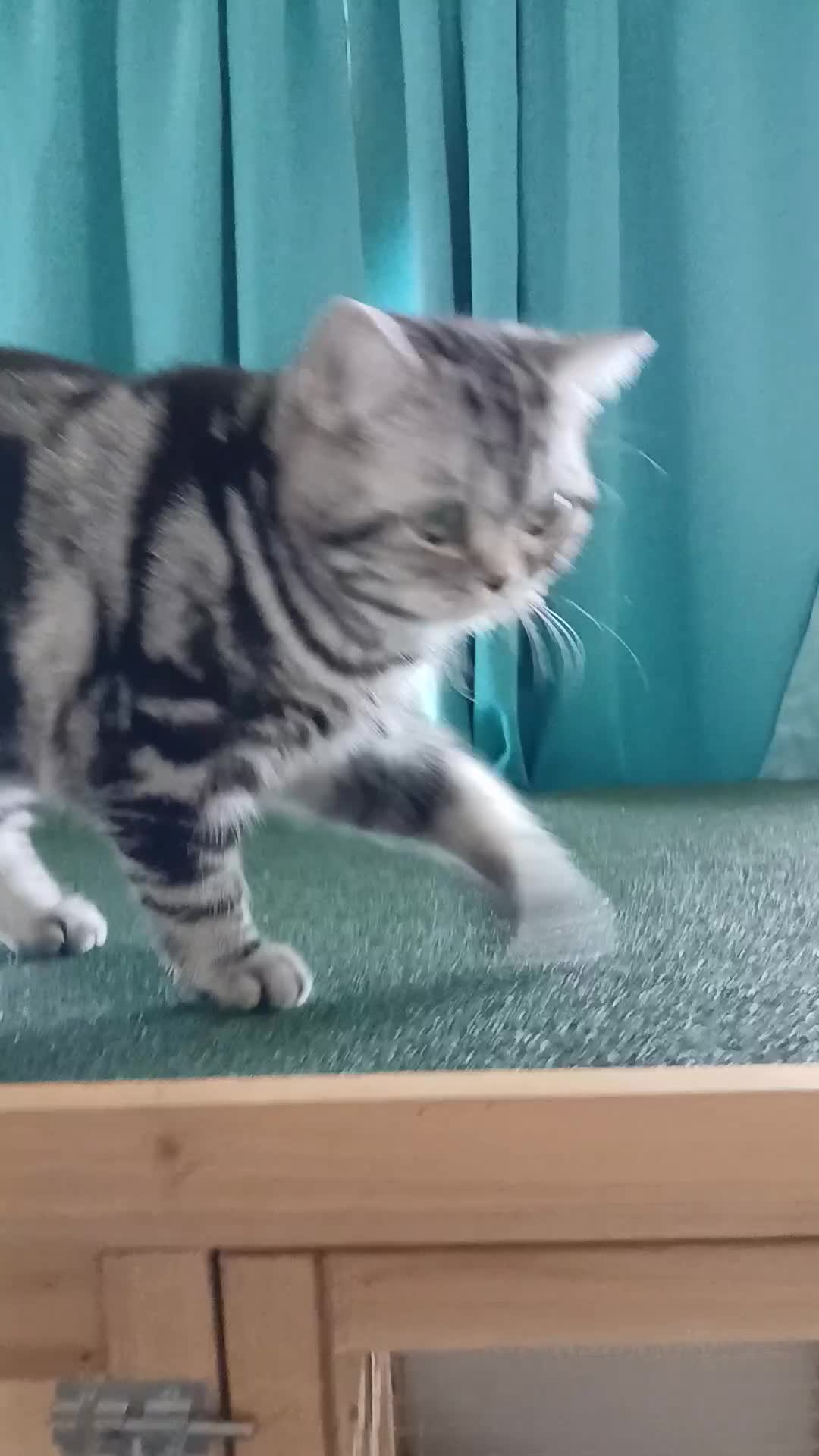 British Shorthair cats for sale: BSH.Silver Classic Black Tabby. - Video 2