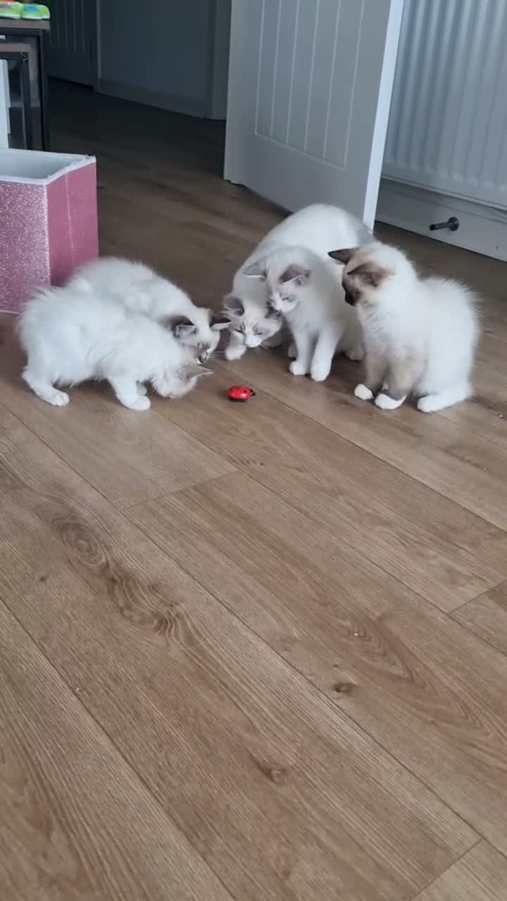 Ragdoll cats for sale: 💕Cute Champion line Ragdolls Kittens 💕 - Video 1