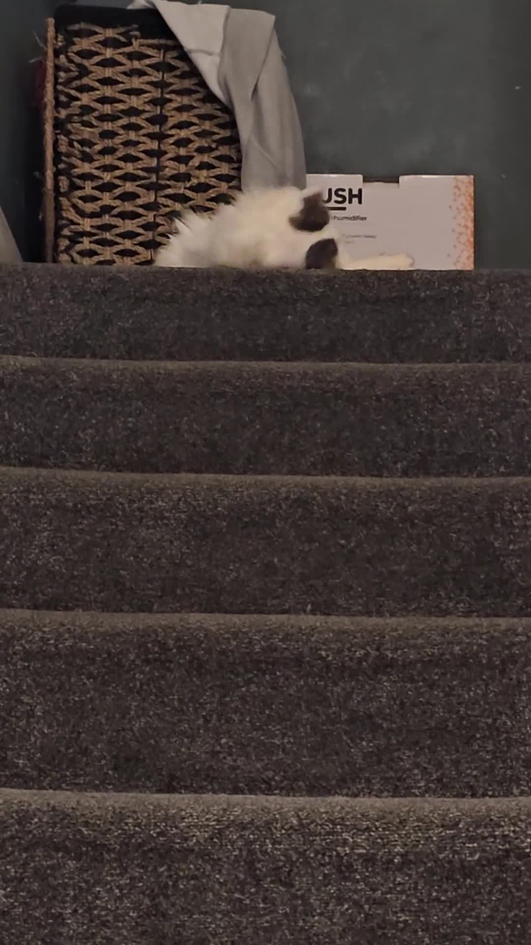 Scottish Fold cats for sale: A very beautiful Scottish Fold kitten - Video 1