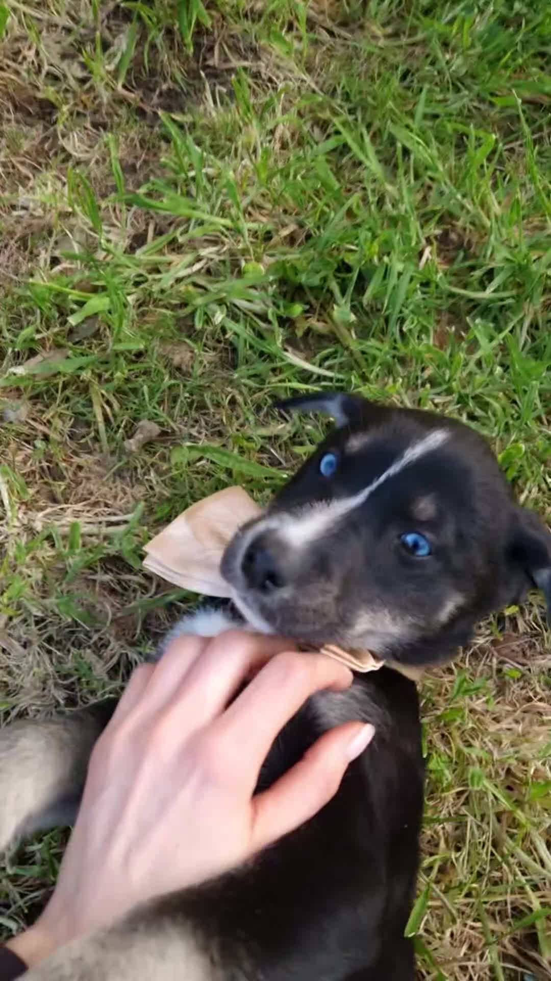 Mixed Breed dogs for sale: READY TO GO Unique Labrador and Husky female puppy - Video 2