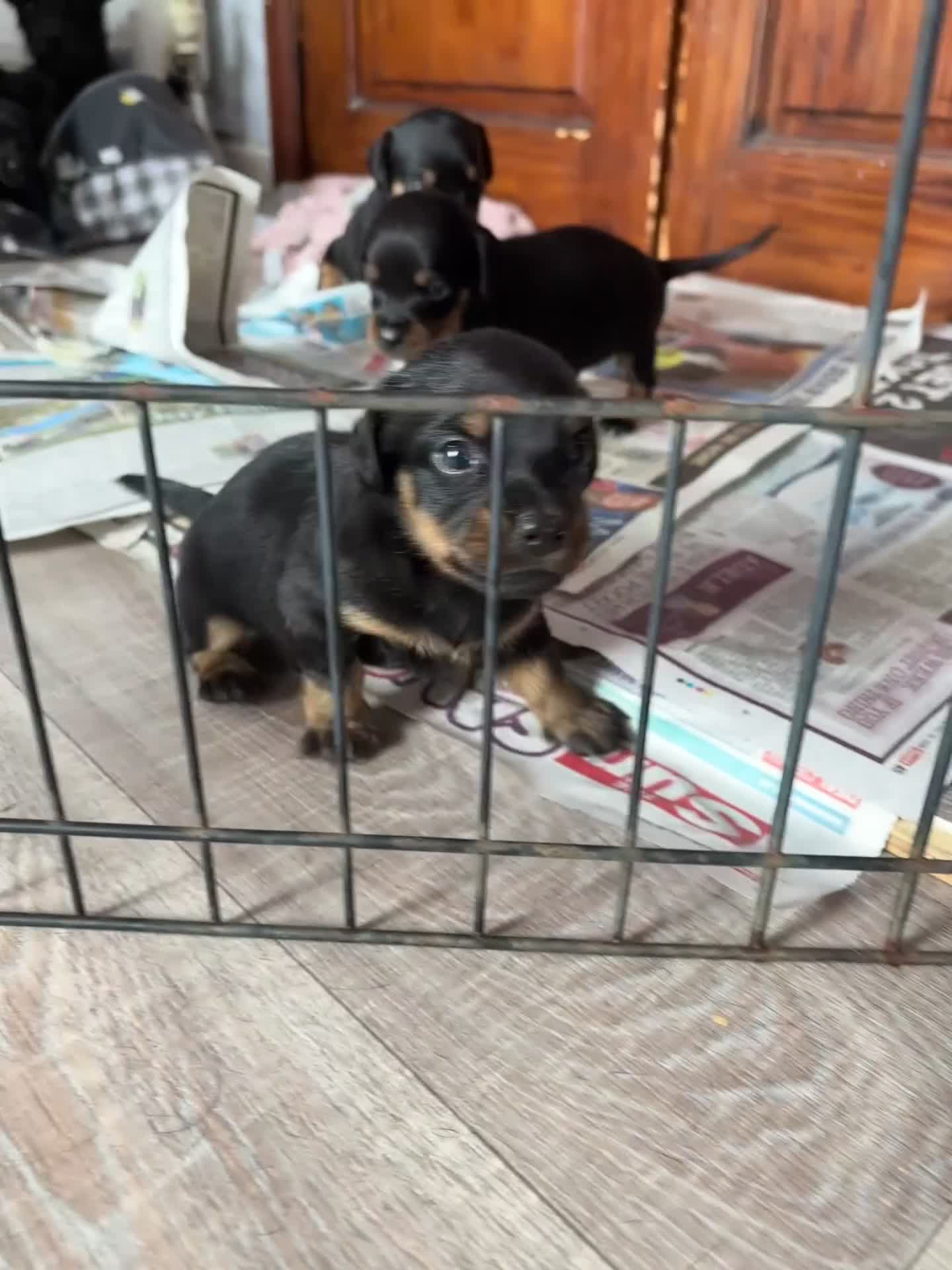 Mixed Breed dogs for sale: Dachshund x patterdale - Video 3