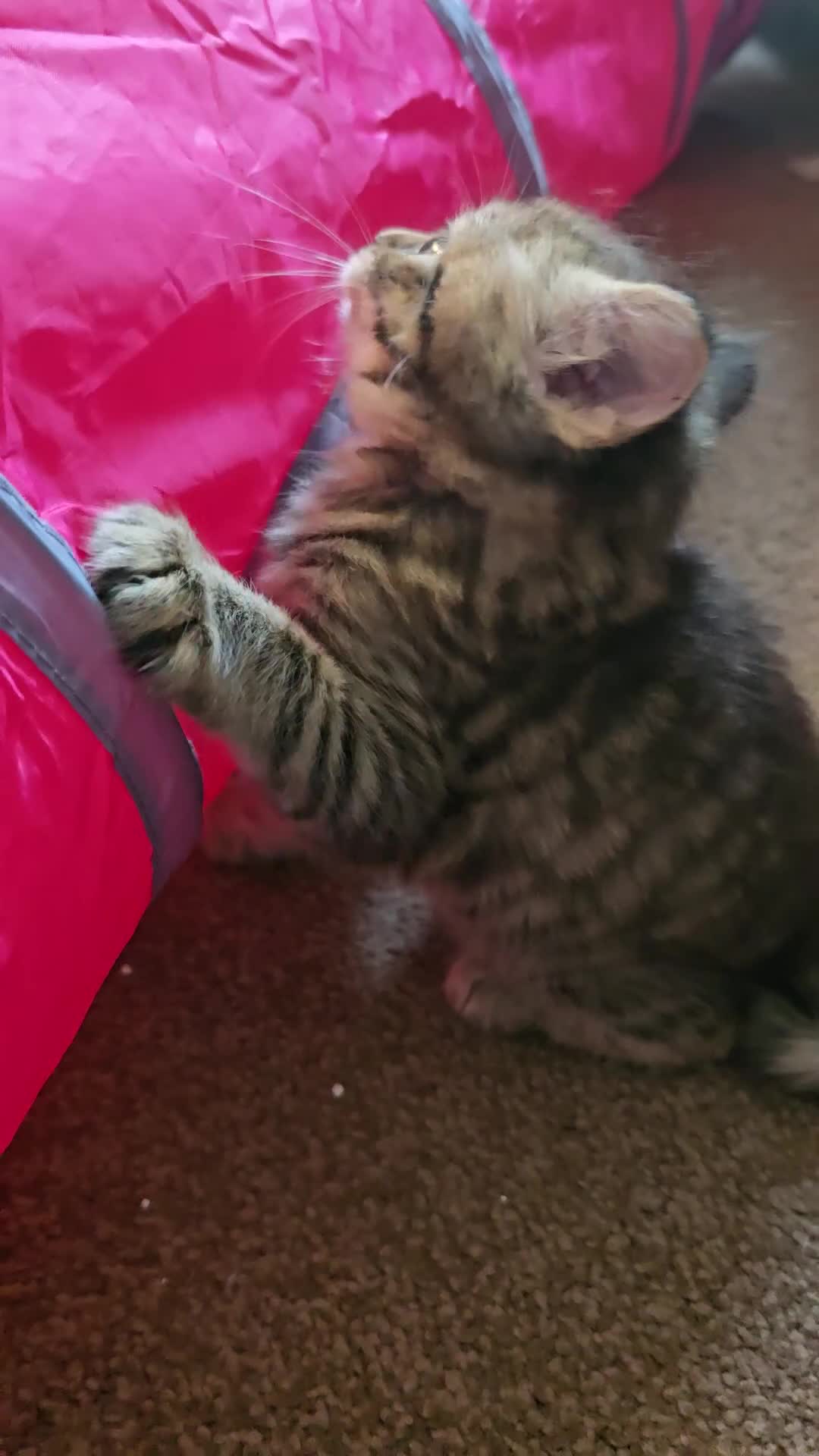 Maine Coon cats for sale: Maincoon  - Video 1