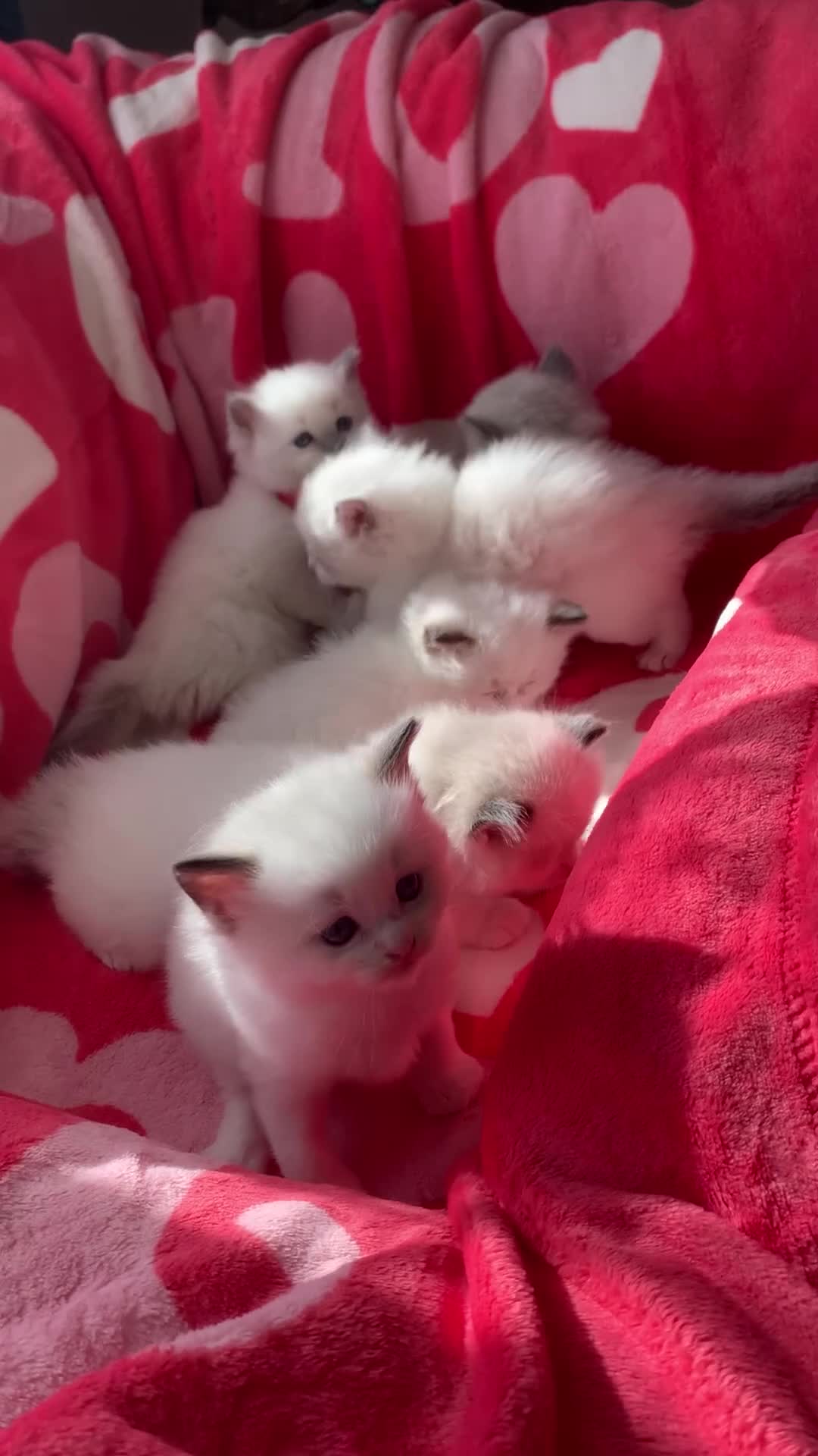 Ragdoll cats for sale: Beautiful bicolour & point Ragdoll kittens  - Video 1