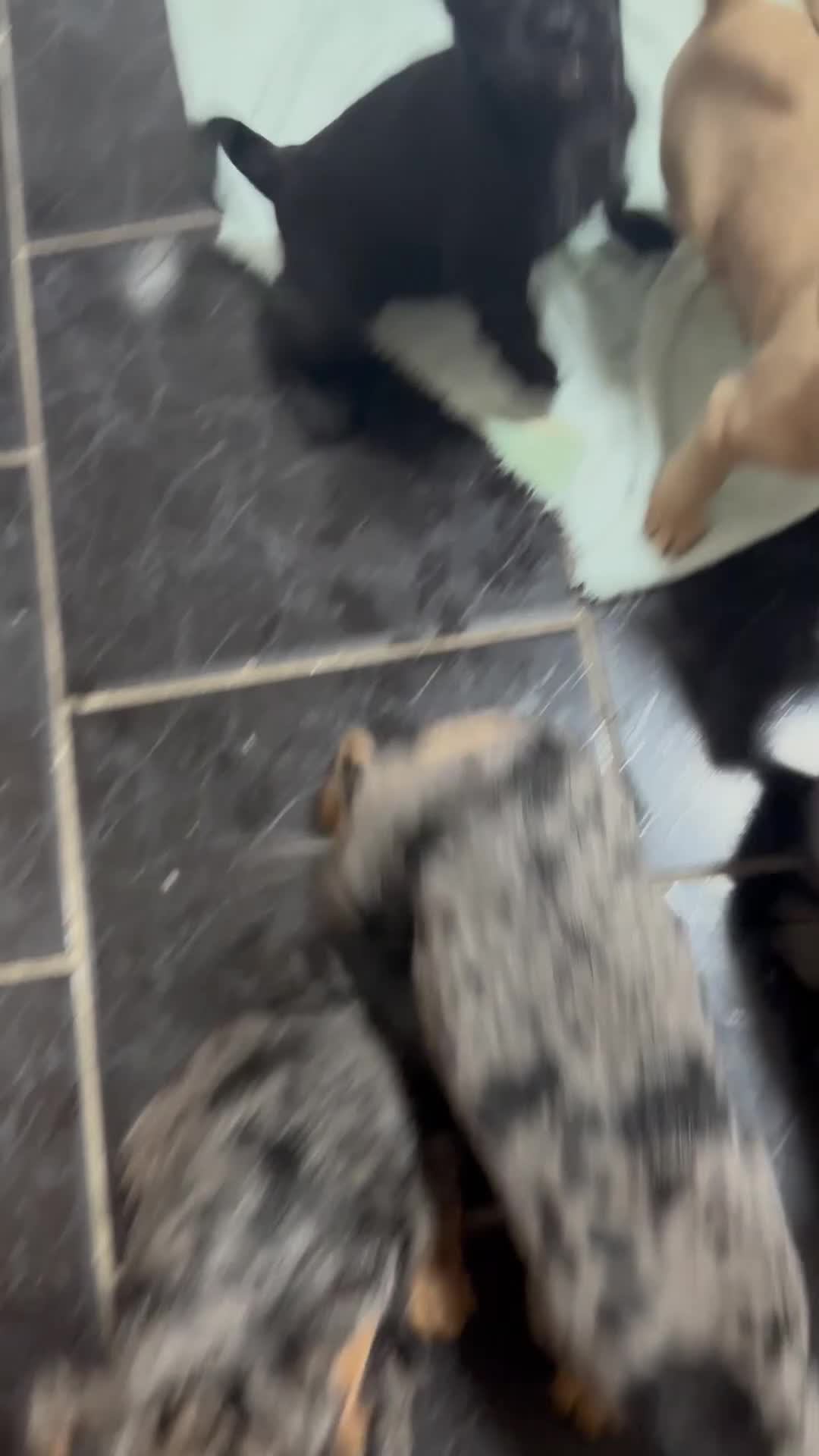 Mixed Breed dogs for sale: Froodle Puppies  - Video 1