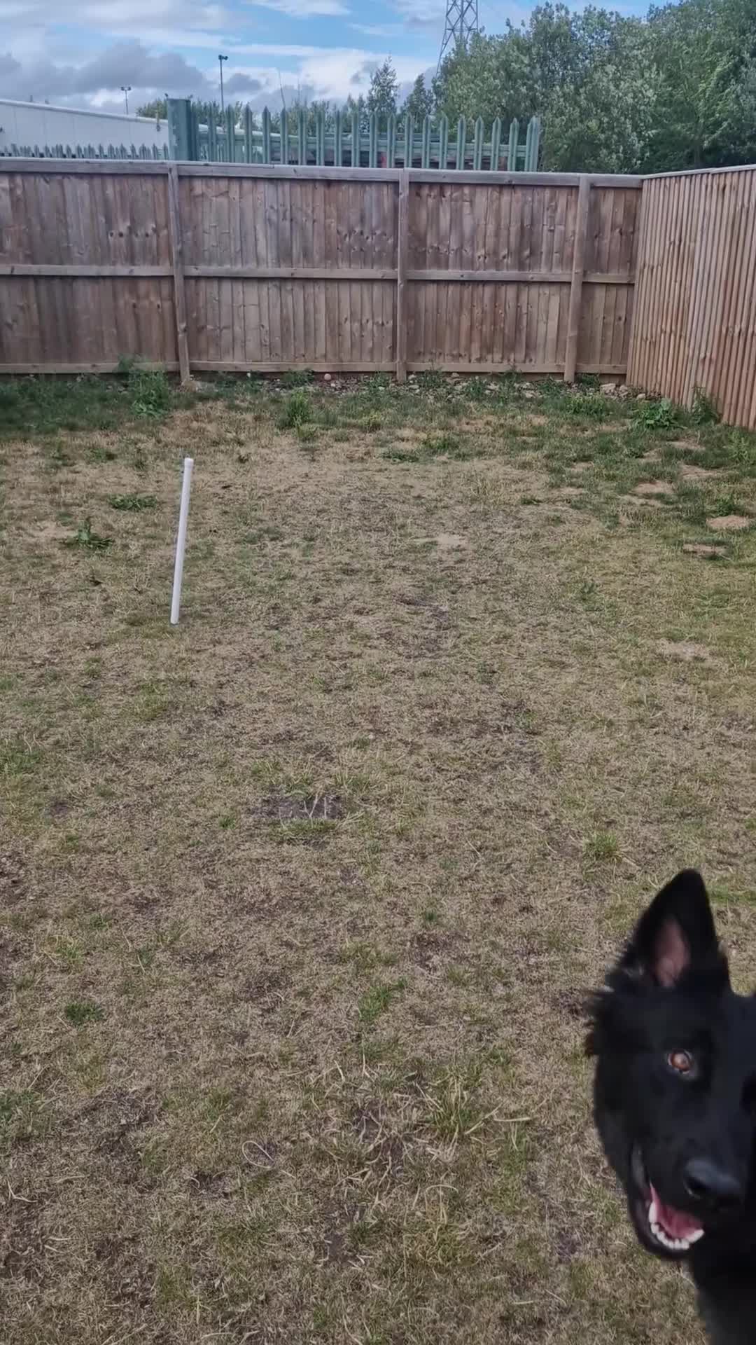 German Shepherd dogs for sale: Beautiful female German shepherd  - Video 1