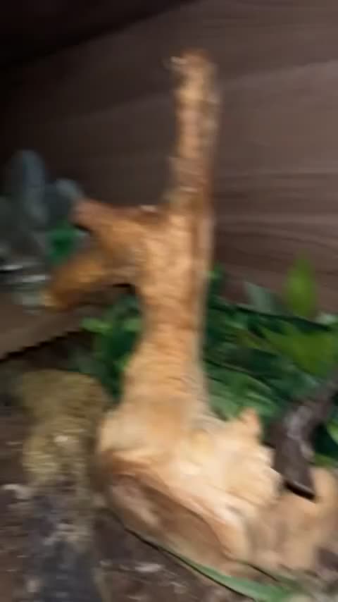 Leopard Gecko reptiles for sale: female leopard gecko  - Video 1