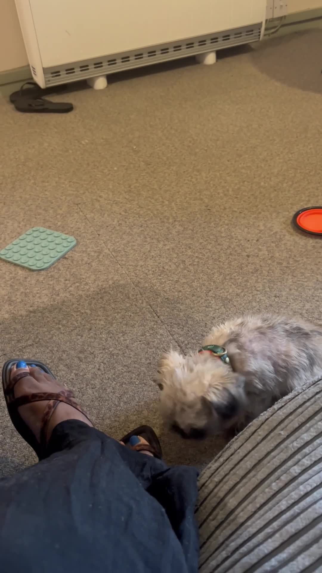 Mixed Breed dogs for sale: 7month Old Pup  - Video 1