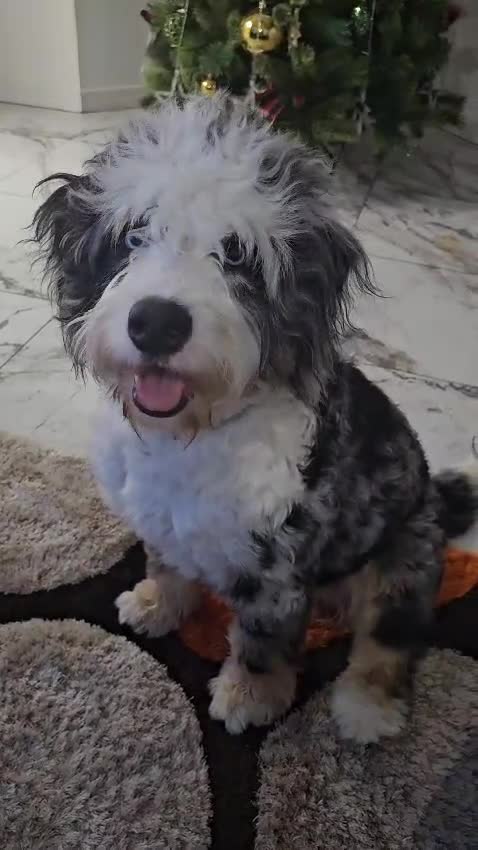Bernedoodle dogs for sale: Waiting List Open - Video 1