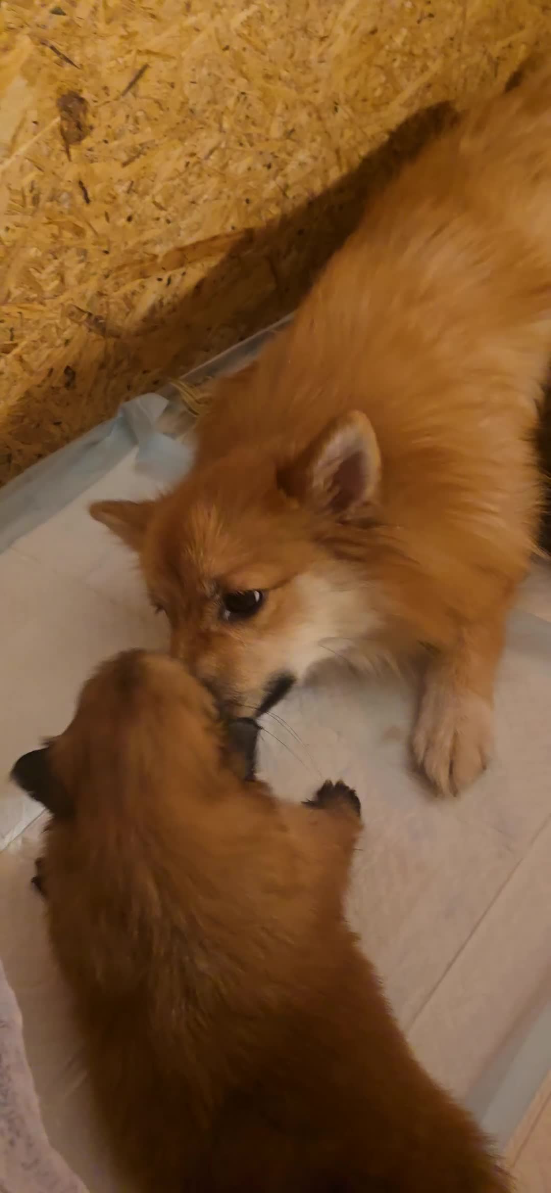 German Spitz dogs for sale: Lovingly Raised German Spitz Puppies - Video 1