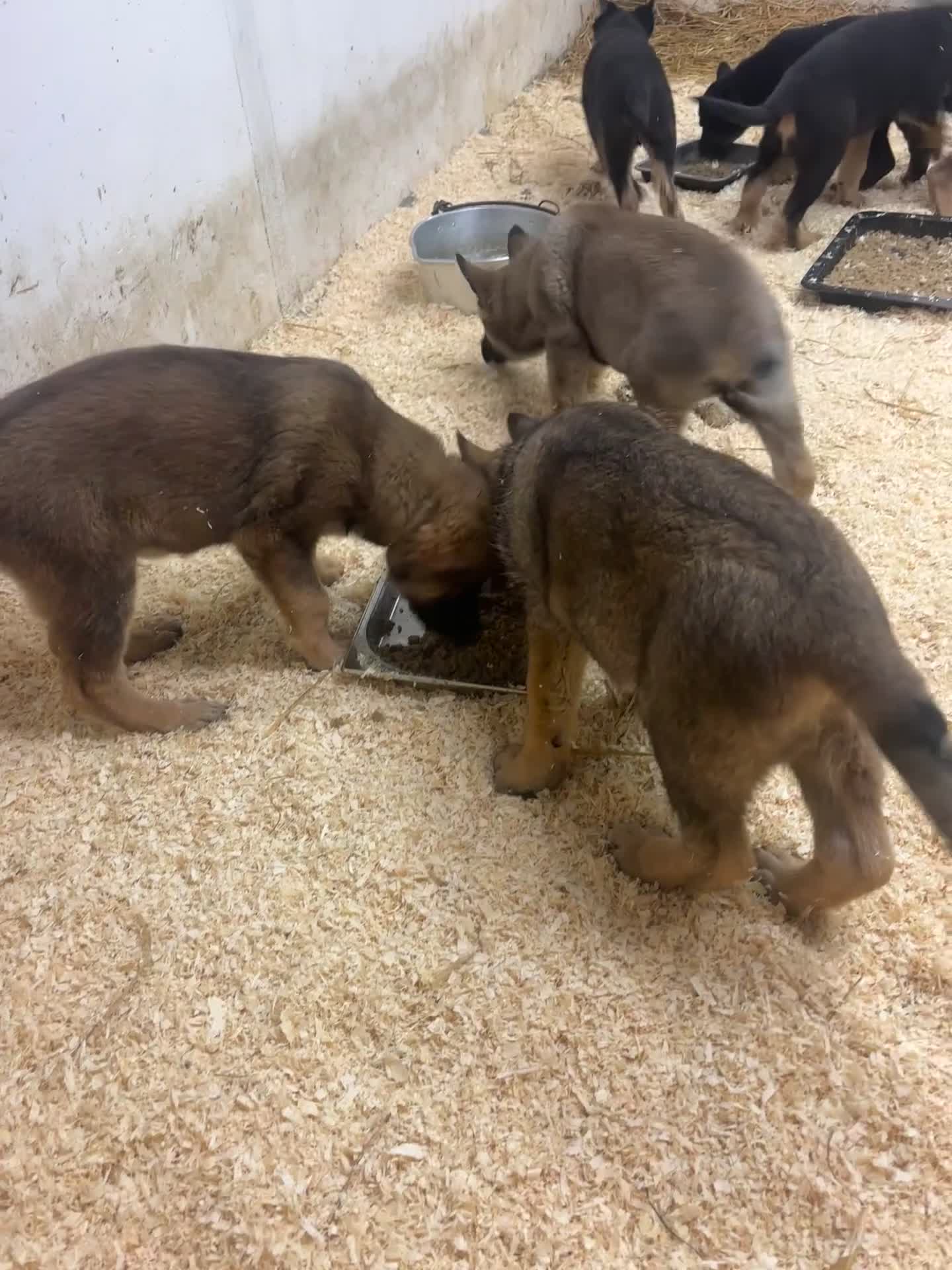 German Shepherd dogs for sale: Beautiful German Shepard puppies - Video 1