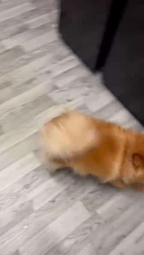 Pomeranian dogs for sale: Female Pomeranian  - Video 1