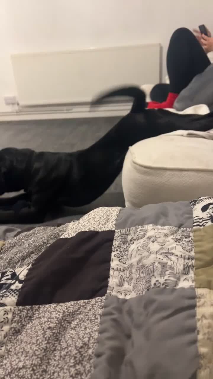 Mixed Breed dogs for stud: Cane corso x black lab - Video 1