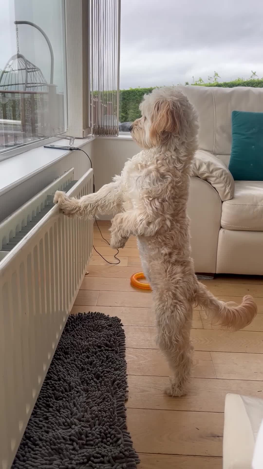 Cavapoo dogs for sale: Female Cavapoo Puppy in Enniskillen - Video 1