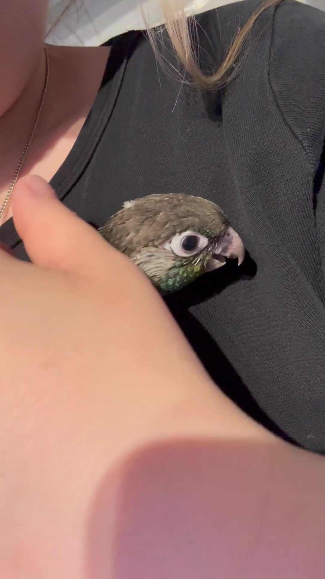 Conures birds for sale: Hand reared silly tame rare conures!  - Video 1