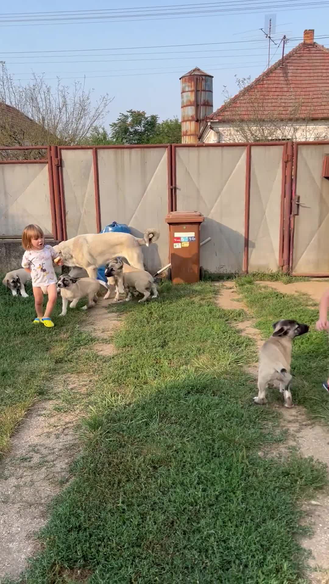 Anatolian Shepherd dogs for sale: Malakli Puppies - Video 3