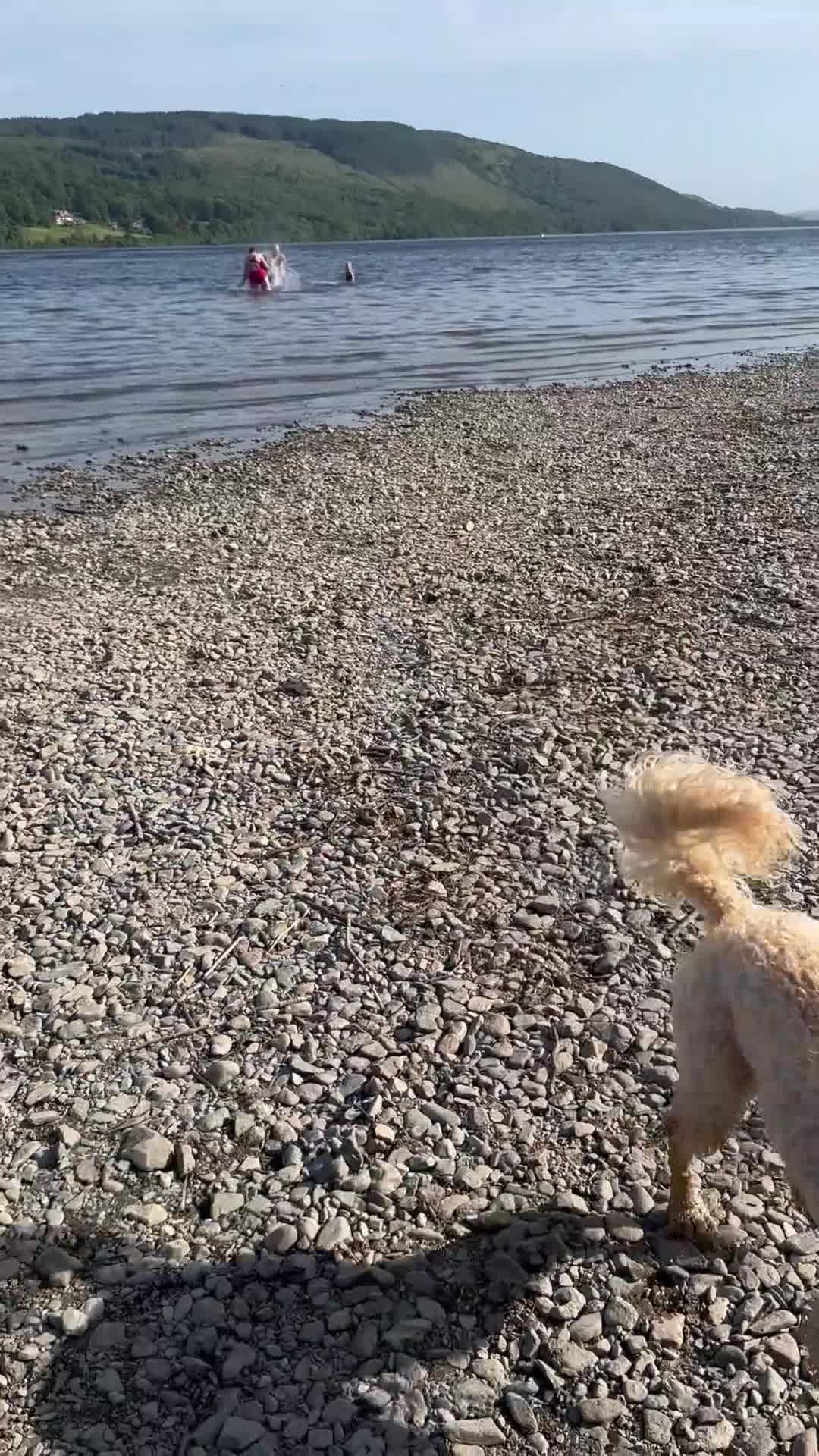 Cockapoo dogs for sale: Cockapoo Puppy 13 months - Video 1