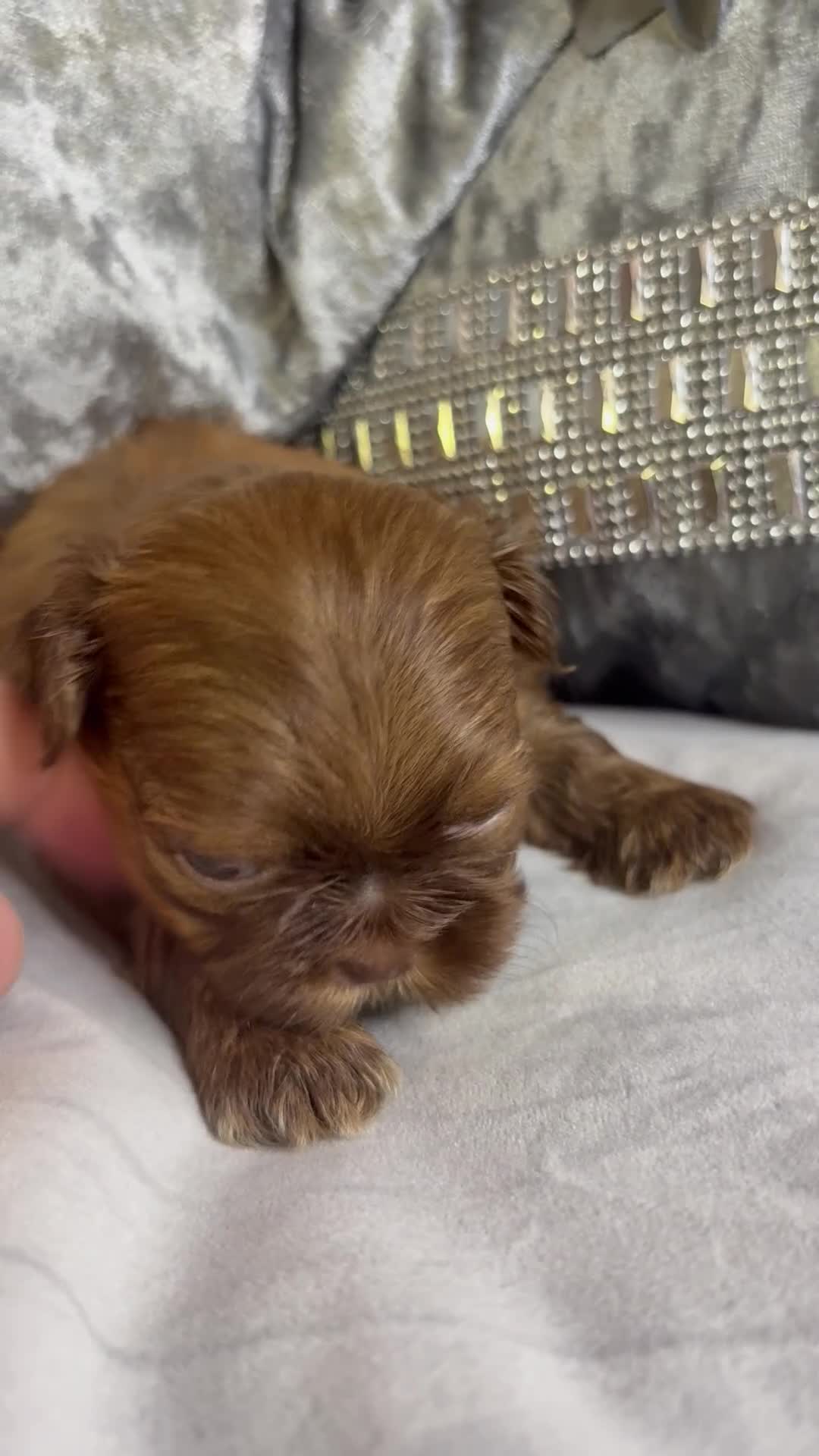 Shih Tzu dogs for sale: Last Boy Health Tested KC Registered  - Video 2
