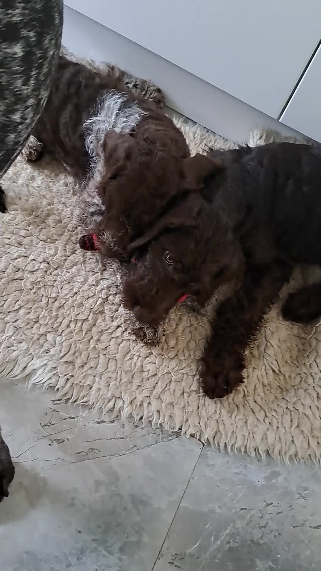 Mixed Breed dogs for sale: Poodle/pointer pups in Cumnock - Video 2