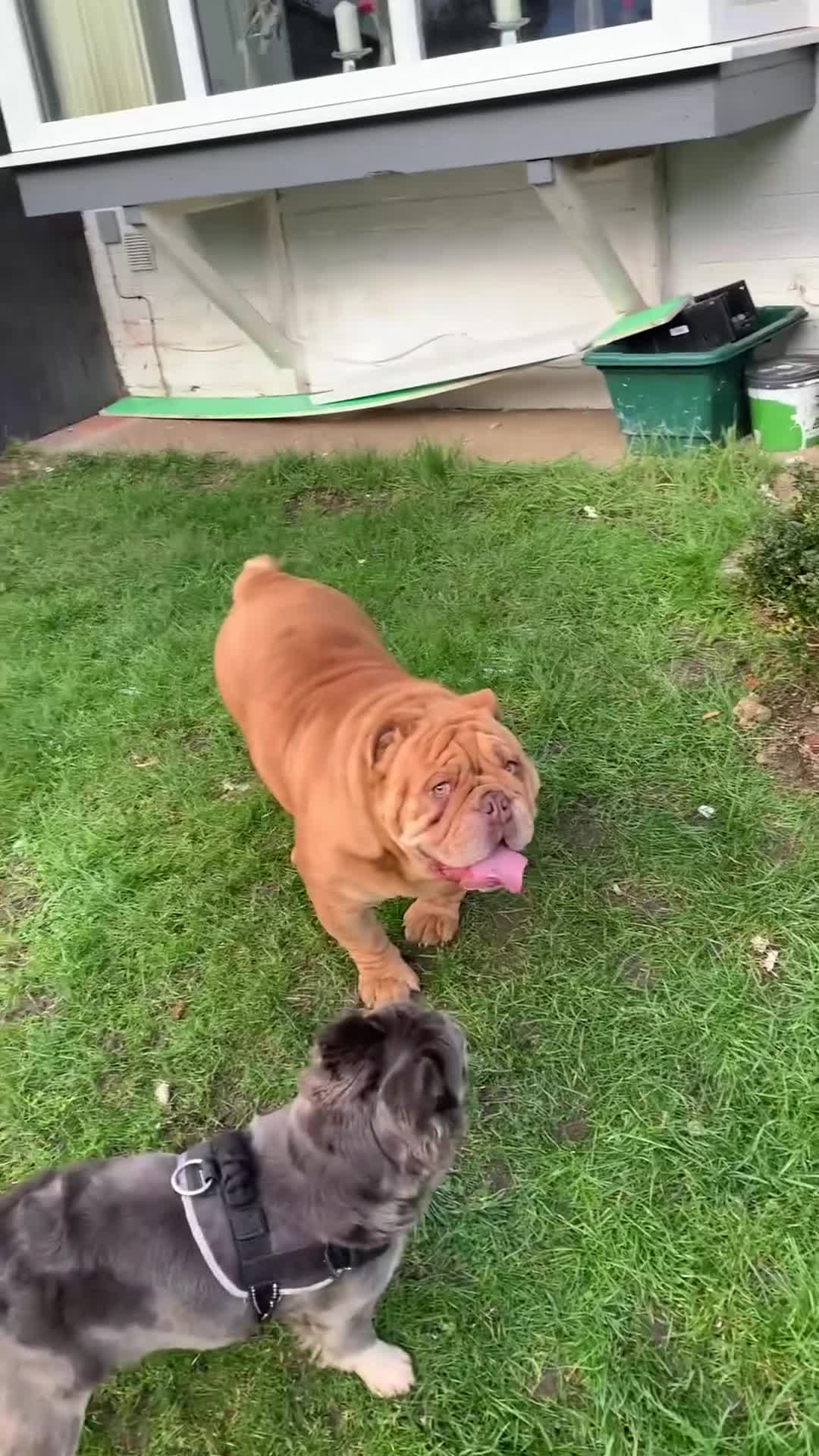 English Bulldog dogs for stud: Fluffy carrier British bulldog stud  - Video 1