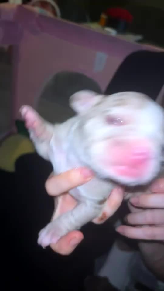 American Bulldog dogs for sale: Pocket bullies  - Video 3