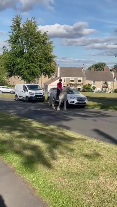 Irish Cob horses for sale: Best in blue 💙 - Video 2