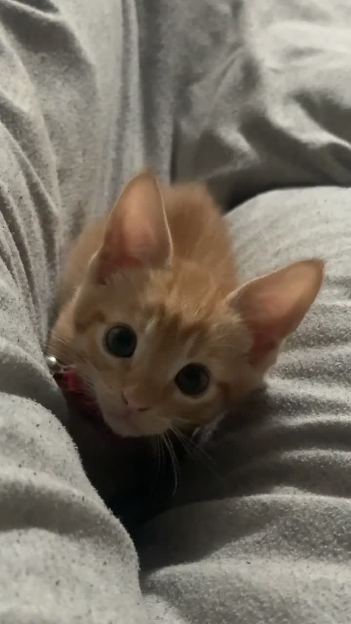 Mixed Breed cats for sale: 8 week old kitten for sale  in London - Video 1