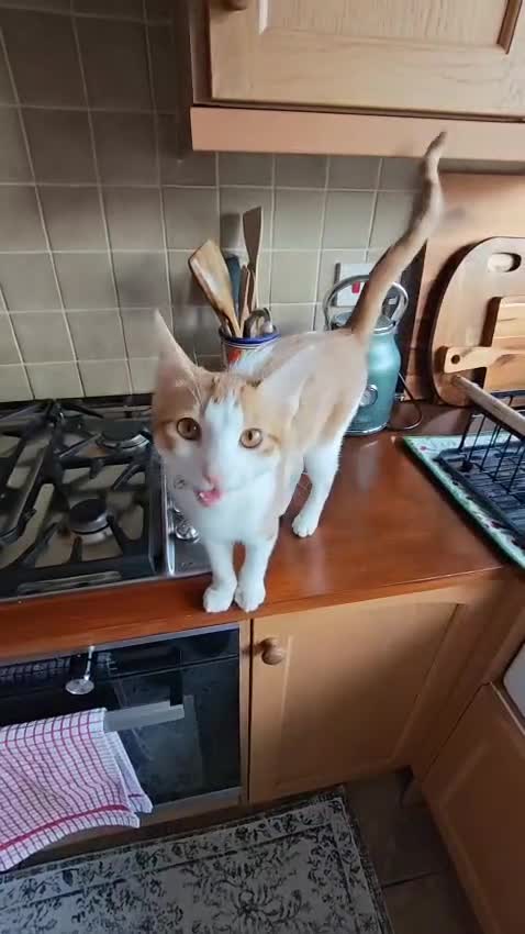 Arabian Mau cats for sale: Meet Lincoln – The 6 Month Old Arabian Mau... - Video 1