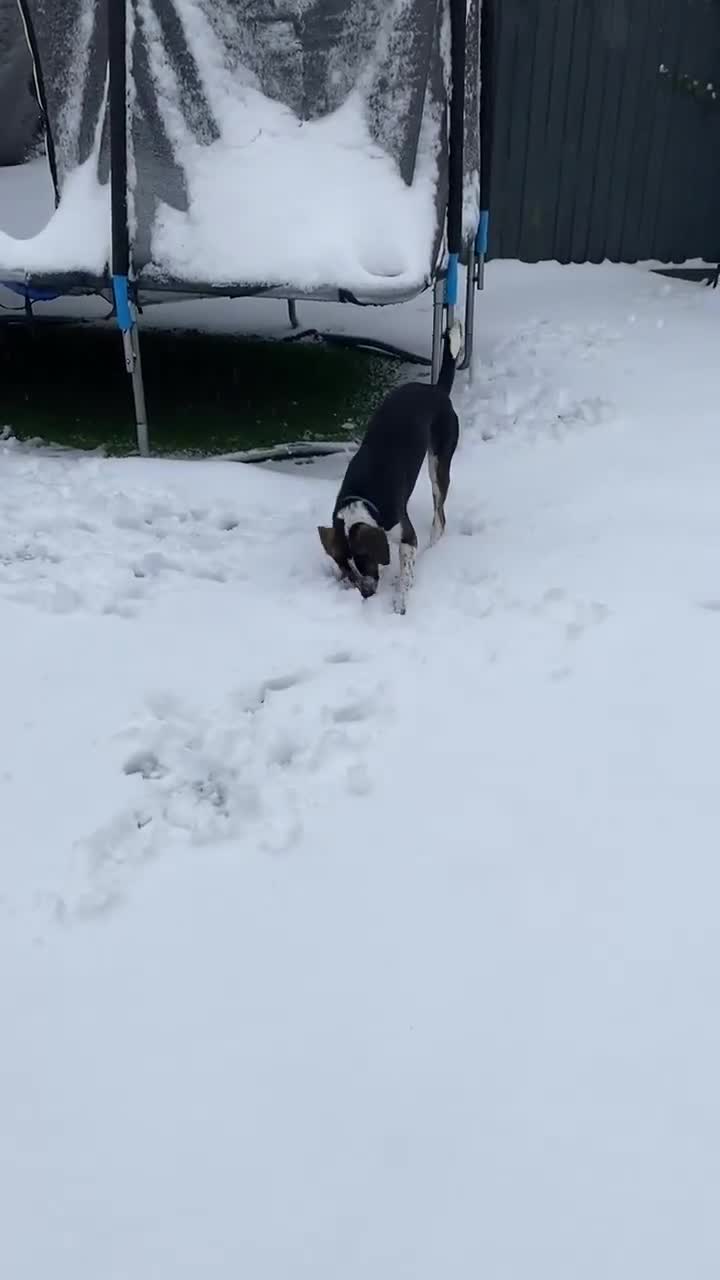 Mixed Breed dogs for adoption: WILSON - 2 Years old, Male, Hound Mix in Mold - Video 3