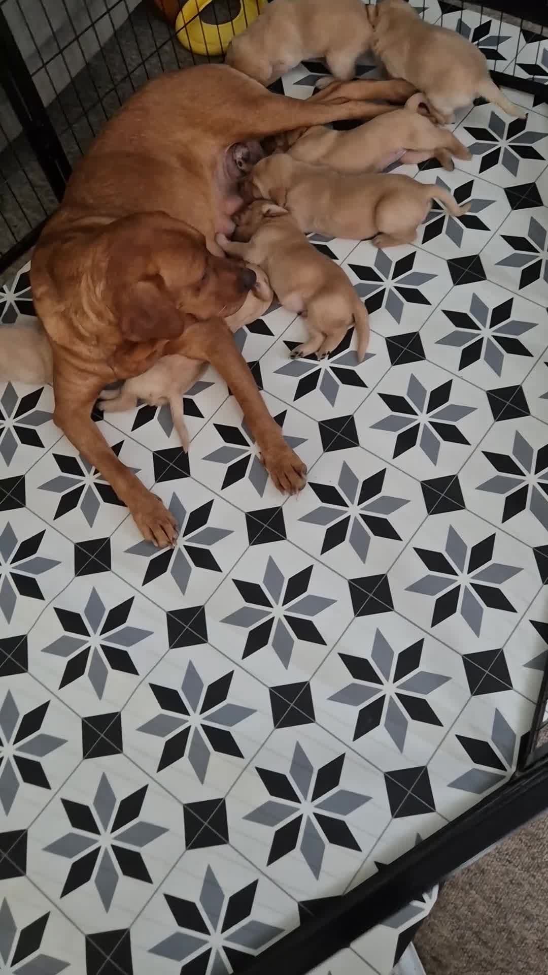 Labrador Retriever dogs for sale: Pedigree fox red/yellow labrador puppies  - Video 2