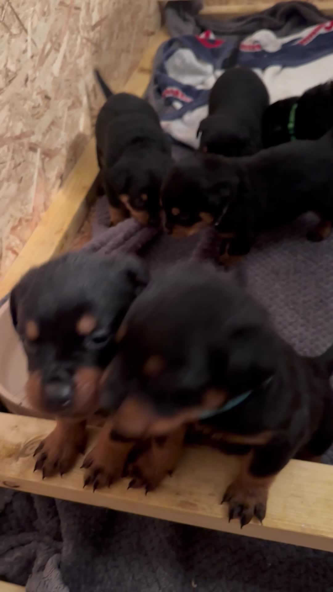 Rottweiler dogs for sale: Kc reg. Rottweiler pups. Ready 17 Jan - Video 1