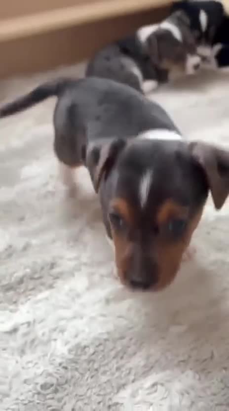 Jack Russell dogs for sale: 1 miniature blue merle boy - Jack Russell  in Northampton - Video 1