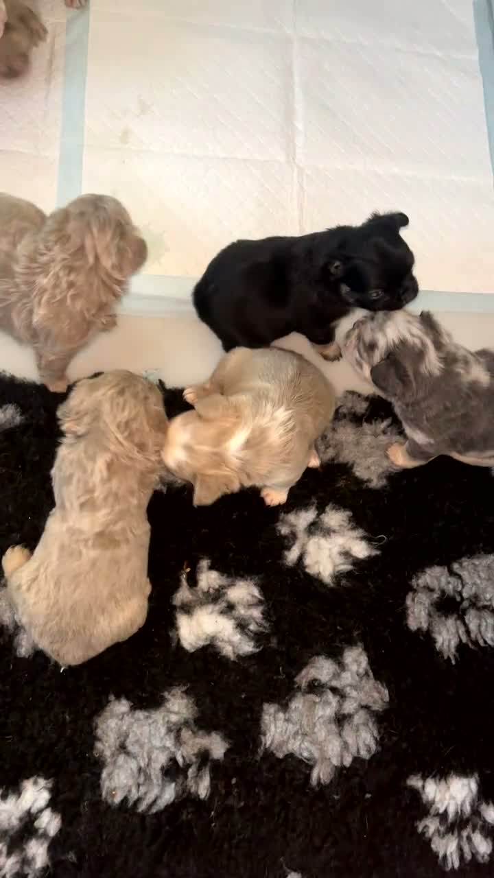 French Bulldog dogs for sale: Fluffy French bulldogs looking for their forever  - Video 1