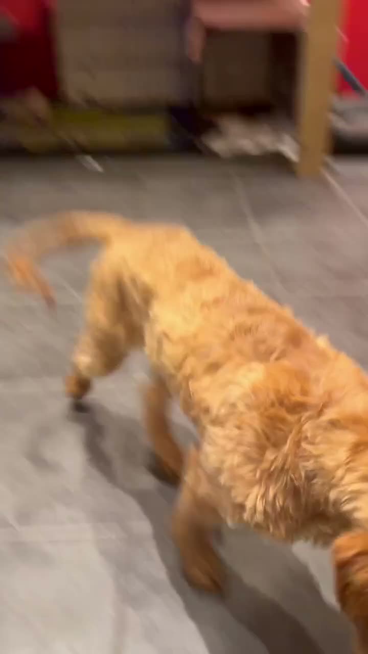 Cockapoo dogs for sale: 4 month old cockapoo male in Turriff - Video 1